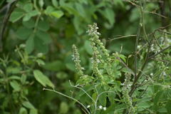 Ocimum tenuiflorum