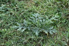 Parthenium hysterophorus