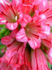 Lobostemon belliformis