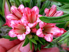 Lobostemon belliformis