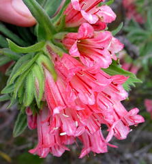 Lobostemon belliformis