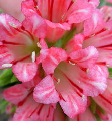 Lobostemon belliformis