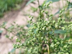 Chenopodium album pedunculare