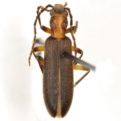 Oxycopis howdeni