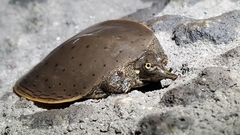 Apalone spinifera aspera