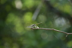 Potamarcha congener