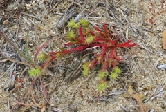 Lastarriaea coriacea