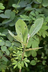 Calotropis gigantea