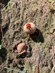 Calostoma ravenelii ravenelii