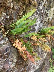 Polypodium hesperium