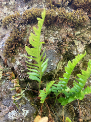 Polypodium hesperium