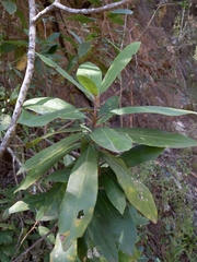 Brachylaena glabra