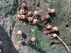 Calostoma ravenelii ravenelii