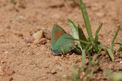 Callophrys affinis