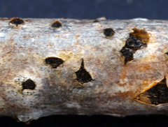 Cucurbitaria
