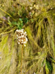 Allium rotundum