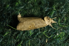 Nycteola asiatica