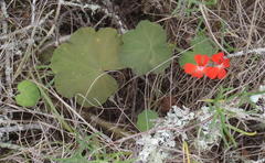 Pelargonium inquinans
