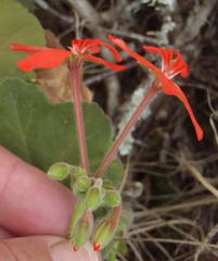 Pelargonium inquinans