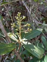 Brachylaena glabra