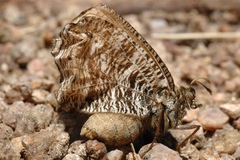 Oeneis uhleri