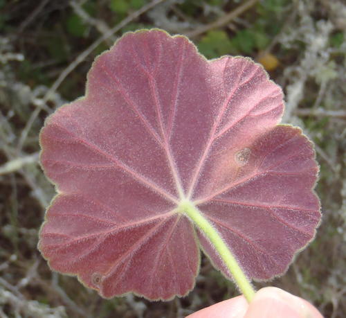Scented Storksbill