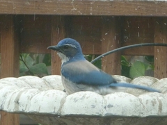 Aphelocoma californica