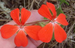 Pelargonium inquinans