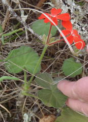Pelargonium inquinans