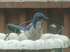 Aphelocoma californica