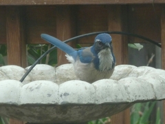 Aphelocoma californica