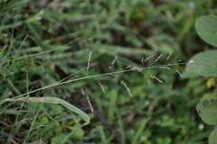 Poaceae