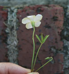 Oxalis smithiana