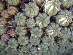 Anthacanthae
