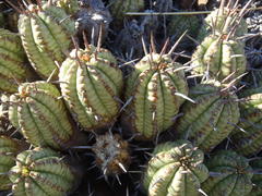 Anthacanthae