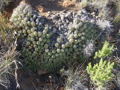Anthacanthae