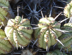 Anthacanthae