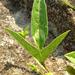Vigna unguiculata stenophylla - Photo (c) Kate Braun, algunos derechos reservados (CC BY-NC), subido por Kate Braun