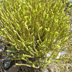 Crassula muscosa muscosa