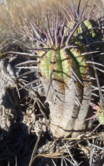 Anthacanthae