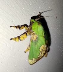 Parasa pastoralis