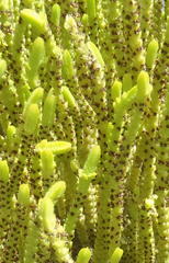 Crassula muscosa muscosa