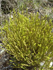 Crassula muscosa muscosa