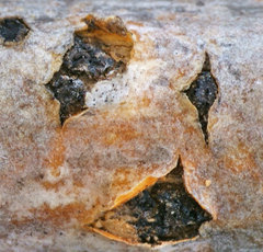 Cucurbitaria