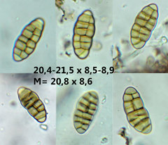 Cucurbitaria