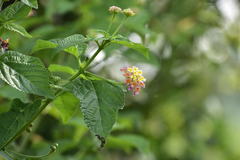 Lantana camara