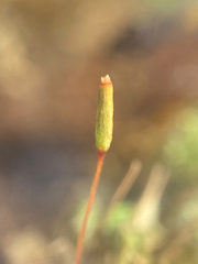 Encalypta rhaptocarpa