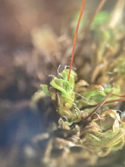 Encalypta rhaptocarpa