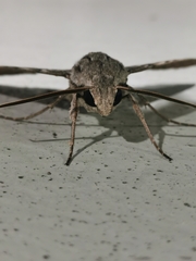 Erinnyis yucatana