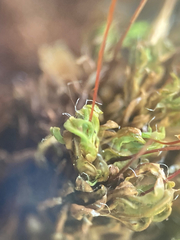 Encalypta rhaptocarpa